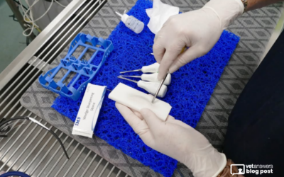Maintaining Veterinary Dental Equipment for Better Performance and Longevity